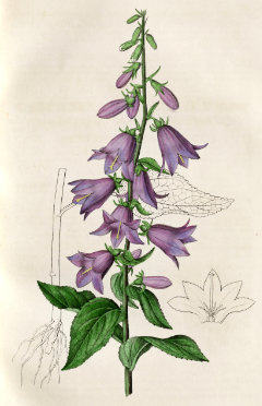 Campanula trachelium Nettle-leaved Bellflower